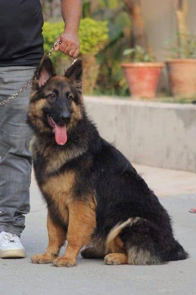 female German Shepherd for sale 1