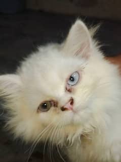 triple coat punch face persian kittens one is odd  eyes