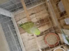 pair green parrots with cage