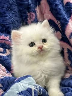 Persian kitten for sale contact whatup 03090000539