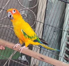 Sunconure