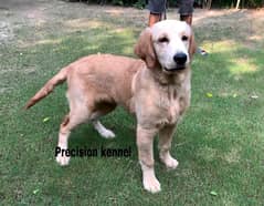 Golden retriever imported pedigreed  puppies Vaccinated and dewormed