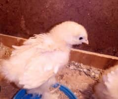 golden buff 12 days chicks+eggs available