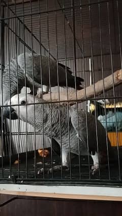 African gray cango size pair