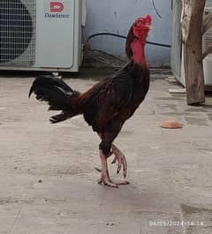 Aseel murgha cock rooster and hens