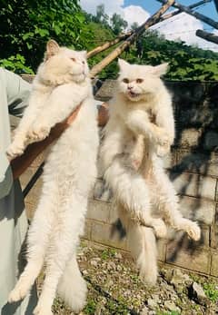 persian cats