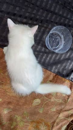 Persian cat 0