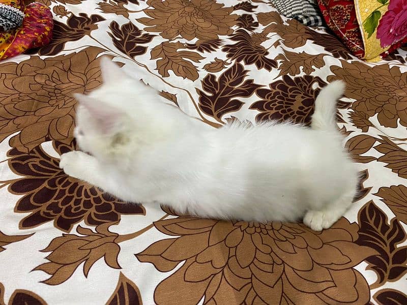 Persian cat 1