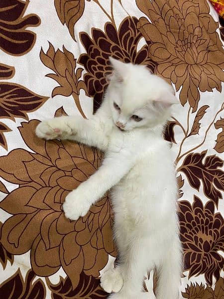 Persian cat 6