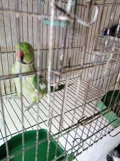 Green Parrot 0