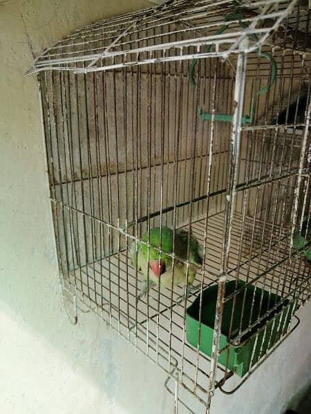 Green Parrot 5