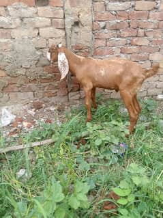 Desi  Bakra age 5 month hight. 24 inc serious buyer contact