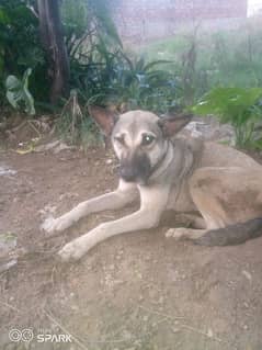 bagyari female dog for sale ha