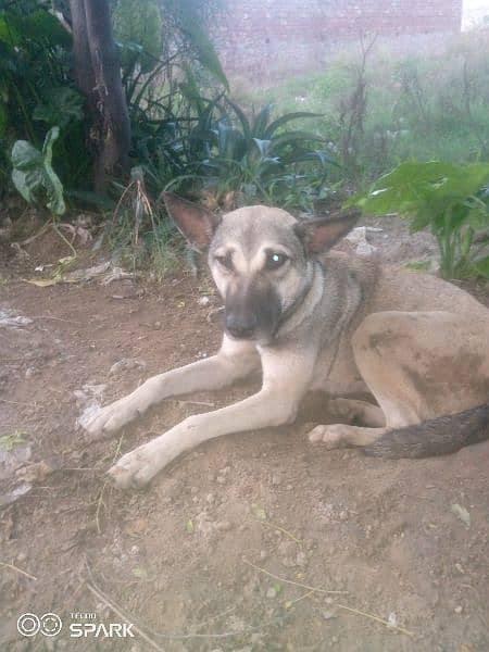 bagyari female dog for sale ha 0