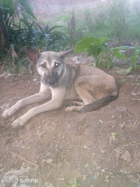 bagyari female dog for sale ha 1