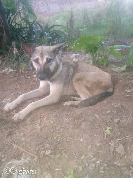 bagyari female dog for sale ha 2