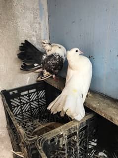 fancy pigeons and german tie female with chick