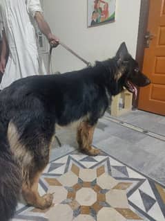 black mask gsd for stud