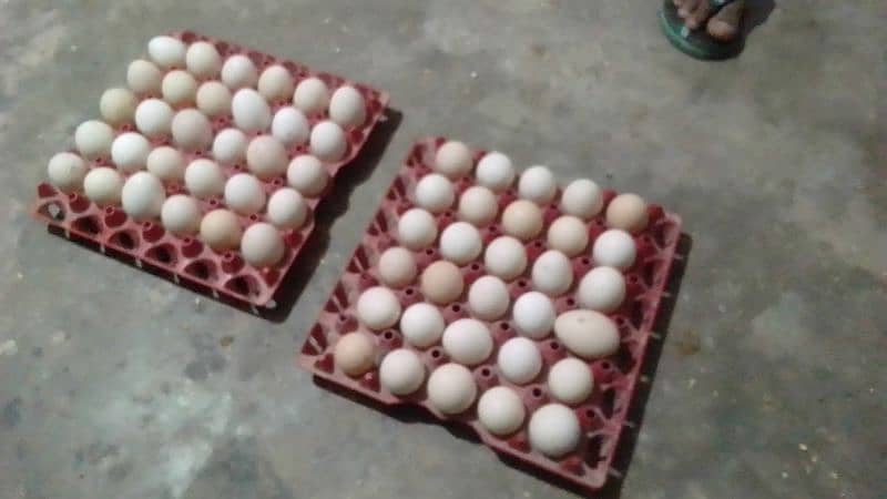 Silver Golden Misri muraghi 
60% Eggs 7