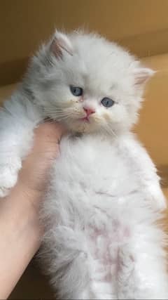 Persian kitten triple coated  punch face