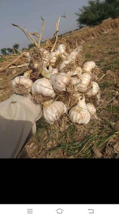 Garlic