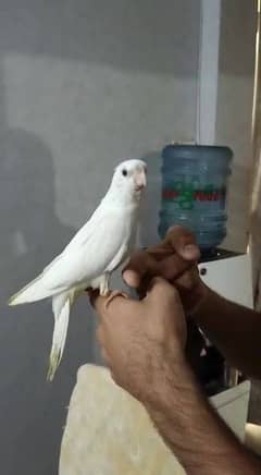 Hand tame red eyes cocktail