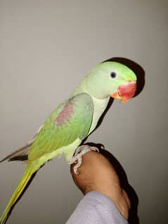 Hand Tame RAW ALEXANDER MALE PARROT JUMBO SIZE FOR SALE. 0