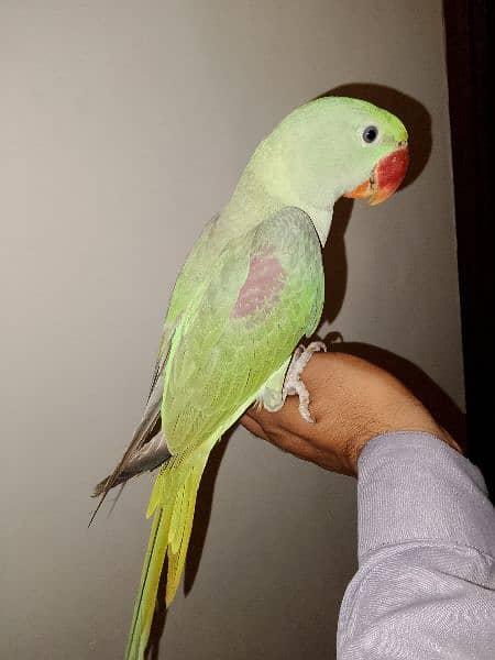 Hand Tame RAW ALEXANDER MALE PARROT JUMBO SIZE FOR SALE. 1