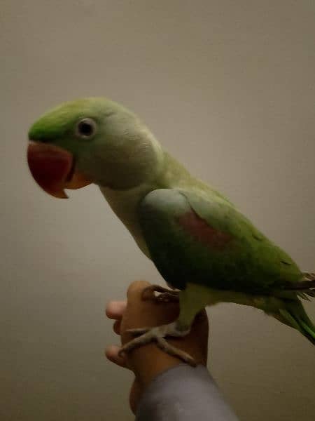 Hand Tame RAW ALEXANDER MALE PARROT JUMBO SIZE FOR SALE. 4