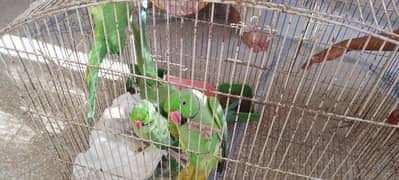 breeder green parrot