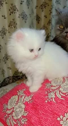 Persian Kittens / blue eyes/Kittens for sale / Persian Cats