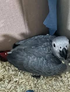 African grey parrot chicks for sale 0348-1798-450