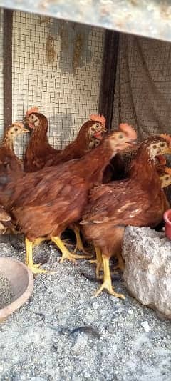 RHODE ISLAND RED RIR Chicks