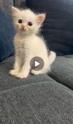 persian female kitten triple coat