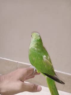 Ringneck 7 month parrot hand tame