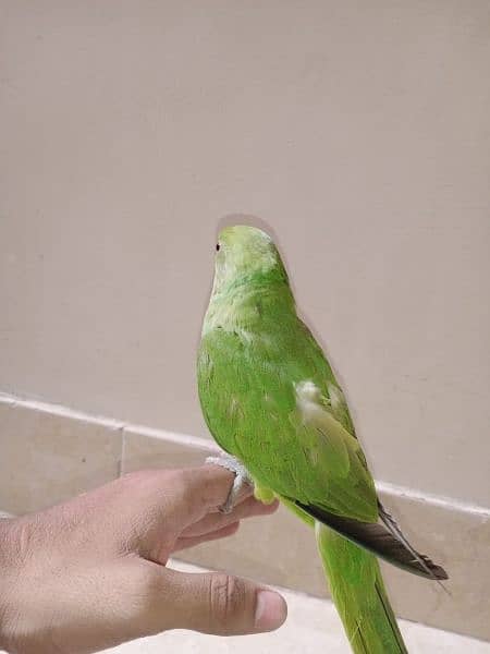 Ringneck 7 month parrot hand tame 0