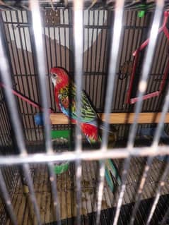 rosella for sale 0