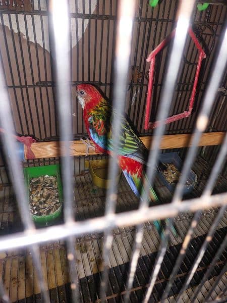 rosella for sale 1