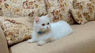 Female Persian cat - Muffin