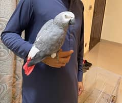 African grey  parrot talking male 0