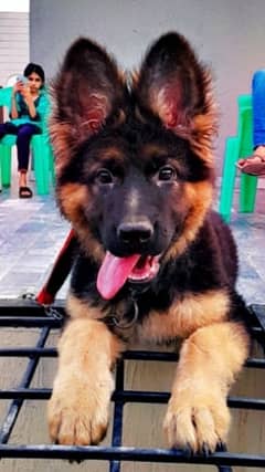 German shepherd female dog