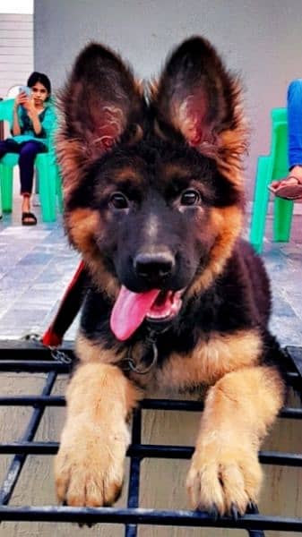 German shepherd female dog 0