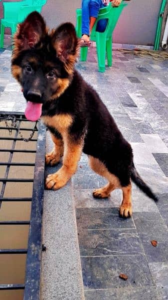 German shepherd female dog 1