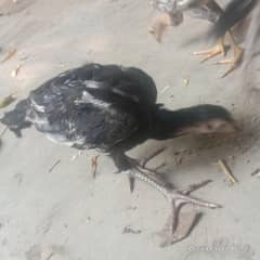 Black Aseel chicks for sale 03065279089