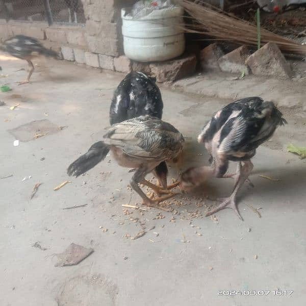 Black chicks for sale 6