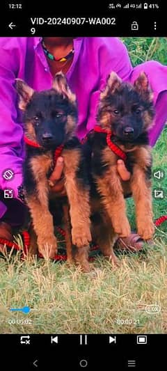 Double core German Shepherd male female pups