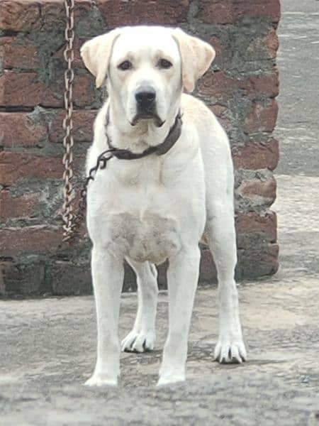 Labrador male for sale 2