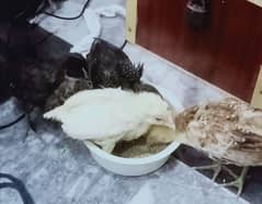 15 pice purgolden misri chicks age 20 days+ Active healthy 03364578464