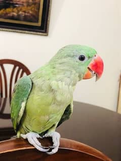 Female raw parrot 7 months old,