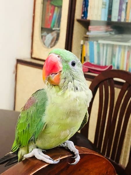 Female raw parrot 7 months old, 1